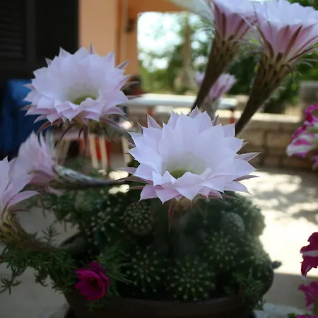 圣巴巴拉公寓 比奥格勒·纳·莫鲁